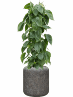 Philodendron Scandens In Baq Naturescast D 24 H 123 cm - PlantenShop24 - 16-05-2025