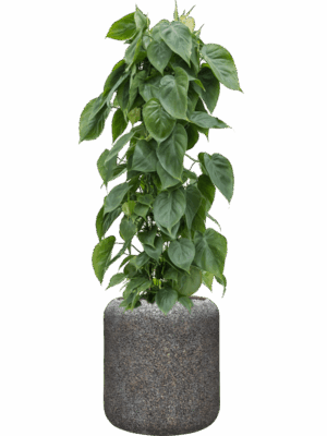 Philodendron Scandens In Baq Naturescast D 24 H 123 cm - PlantenShop24 - 16-05-2025