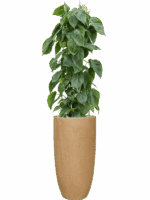 Philodendron Scandens In Baq Raindrop D 24 H 146 cm - PlantenShop24 - 16-05-2025
