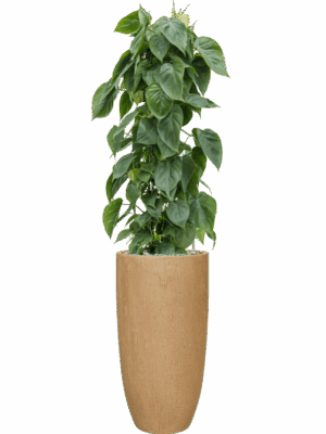 Philodendron Scandens In Baq Raindrop D 24 H 146 cm - PlantenShop24 - 16-05-2025