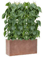 Philodendron Scandens In Baq Terrazzo D 24 H 123 cm - PlantenShop24 - 16-05-2025