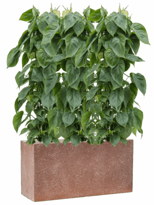 Philodendron Scandens In Baq Terrazzo D 24 H 123 cm - PlantenShop24 - 16-05-2025