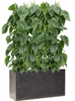 Philodendron Scandens In Baq Terrazzo D 24 H 123 cm - PlantenShop24 - 16-05-2025