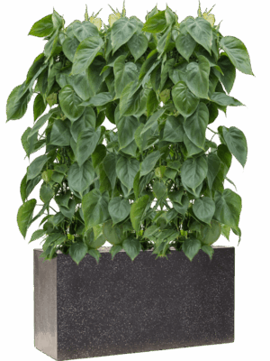 Philodendron Scandens In Baq Terrazzo D 24 H 123 cm - PlantenShop24 - 16-05-2025