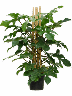 Philodendron Squamiferum D 27 H 120 cm - PlantenShop24 - 03-07-2025