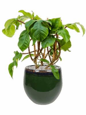 Philodendron Squamiferum In Charlotte D 17 H 62 cm - PlantenShop24 - 27-05-2025