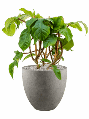Philodendron Squamiferum In Grigio D 17 H 65 cm - PlantenShop24 - 27-05-2025