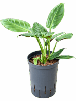 Philodendron Subhastatum D 15 H 45 cm - PlantenShop24 - 01-05-2025
