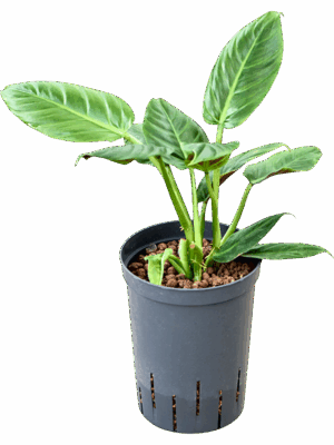 Philodendron Subhastatum D 15 H 45 cm - PlantenShop24 - 01-05-2025