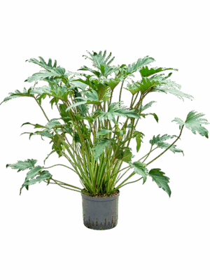 Philodendron Xanadu D 22 H 85 cm - PlantenShop24 - 13-05-2025