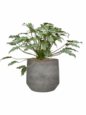 Philodendron Xanadu In Cement & Stone D 22 H 57 cm - PlantenShop24 - 14-05-2025