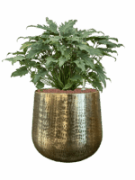 Philodendron Xanadu In Karakter D 28 H 77 cm - PlantenShop24 - 14-05-2025