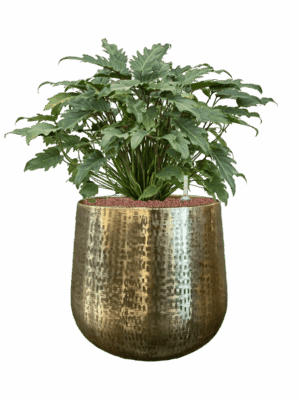 Philodendron Xanadu In Karakter D 28 H 77 cm - PlantenShop24 - 12-05-2025