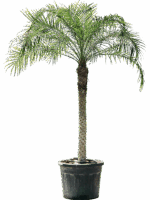 Phoenix Roebelenii D 61 H 240 cm - PlantenShop24 - 20-05-2025