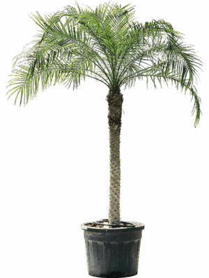 Phoenix Roebelenii D 61 H 240 cm - PlantenShop24 - 20-05-2025