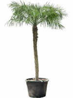 Phoenix Roebelenii D 70 H 300 cm - PlantenShop24 - 20-05-2025