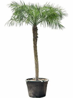 Phoenix Roebelenii D 70 H 300 cm - PlantenShop24 - 20-05-2025