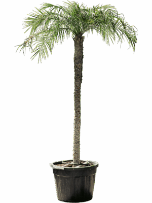 Phoenix Roebelenii D 75 H 400 cm - PlantenShop24 - 20-05-2025