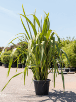 Phormium Tenax Purpureum D 40 H 120 cm - PlantenShop24 - 26-05-2025