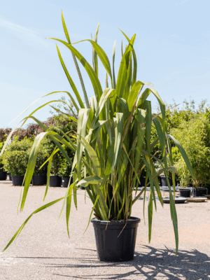Phormium Tenax Purpureum D 40 H 120 cm - PlantenShop24 - 26-05-2025
