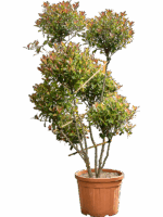 Photinia X Fraseri Red Robin Compacta D 49 H 220 cm - PlantenShop24 - 15-05-2025