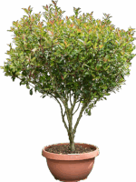 Photinia X Fraseri Red Robin Compacta D 53 H 160 cm - PlantenShop24 - 15-05-2025