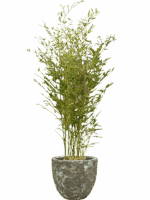 Phyllostachys Bissetii In Baq Lava D 28 H 154 cm - PlantenShop24 - 08-05-2025