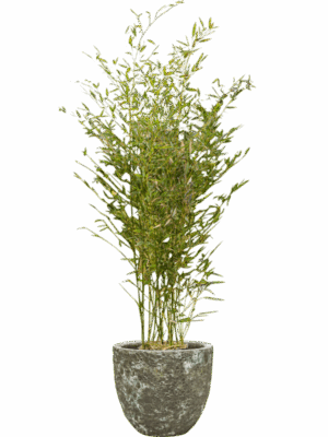 Phyllostachys Bissetii In Baq Lava D 28 H 154 cm - PlantenShop24 - 08-05-2025