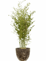 Phyllostachys Bissetii In Baq Lava D 28 H 154 cm - PlantenShop24 - 08-05-2025
