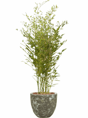 Phyllostachys Bissetii In Baq Lava D 28 H 154 cm - PlantenShop24 - 08-05-2025