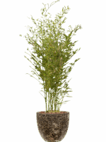 Phyllostachys Bissetii In Baq Lava D 28 H 154 cm - PlantenShop24 - 08-05-2025