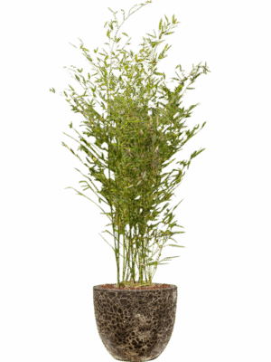 Phyllostachys Bissetii In Baq Lava D 28 H 154 cm - PlantenShop24 - 08-05-2025