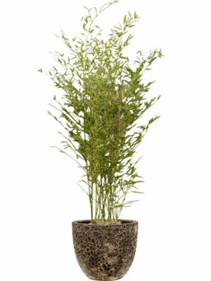 Phyllostachys Bissetii In Baq Lava D 28 H 154 cm - PlantenShop24 - 08-05-2025