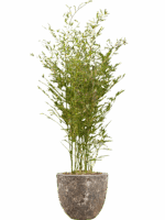 Phyllostachys Bissetii In Baq Lava D 28 H 155 cm - PlantenShop24 - 08-05-2025