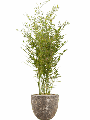 Phyllostachys Bissetii In Baq Lava D 28 H 155 cm - PlantenShop24 - 08-05-2025