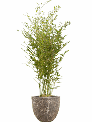 Phyllostachys Bissetii In Baq Lava D 28 H 155 cm - PlantenShop24 - 08-05-2025