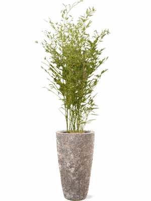 Phyllostachys Bissetii In Baq Lava D 28 H 185 cm - PlantenShop24 - 08-05-2025