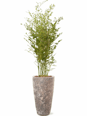Phyllostachys Bissetii In Baq Lava D 28 H 185 cm - PlantenShop24 - 08-05-2025