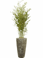 Phyllostachys Bissetii In Baq Lava D 28 H 186 cm - PlantenShop24 - 08-05-2025