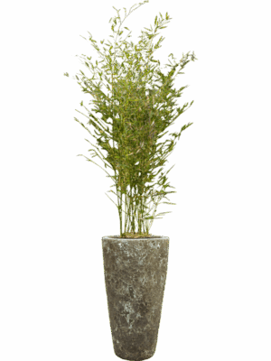 Phyllostachys Bissetii In Baq Lava D 28 H 186 cm - PlantenShop24 - 08-05-2025