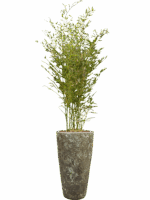 Phyllostachys Bissetii In Baq Lava D 28 H 186 cm - PlantenShop24 - 08-05-2025
