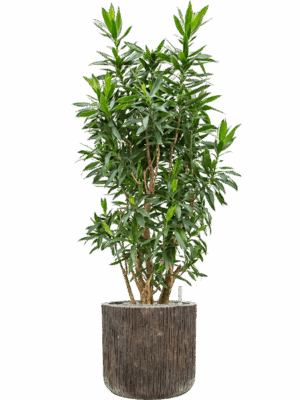 Pleomele Dracaena Reflexa In Baq Luxe Lite Universe D 34 H 154 cm - PlantenShop24 - 19-05-2025