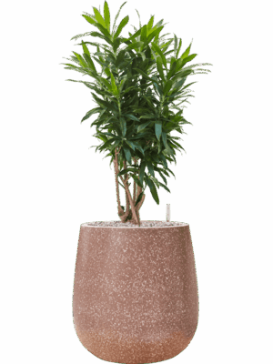 Pleomele Dracaena Reflexa In Baq Terrazzo D 30 H 101 cm - PlantenShop24 - 06-05-2025