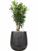 Pleomele Dracaena Reflexa In Baq Terrazzo D 30 H 102 cm - PlantenShop24 - 06-05-2025