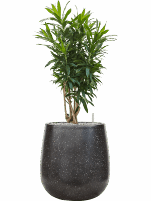 Pleomele Dracaena Reflexa In Baq Terrazzo D 30 H 102 cm - PlantenShop24 - 06-05-2025