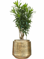 Pleomele Dracaena Reflexa In Indigo D 30 H 93 cm - PlantenShop24 - 06-05-2025