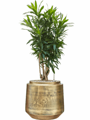 Pleomele Dracaena Reflexa In Indigo D 30 H 93 cm - PlantenShop24 - 06-05-2025