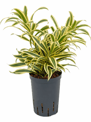Pleomele Dracaena Reflexa Song Of India D 15 H 40 cm - PlantenShop24 - 26-06-2025