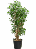 Pleomele Dracaena Reflexa Song Of Jamaica D 50 H 185 cm - PlantenShop24 - 21-05-2025