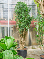 Pleomele Dracaena Reflexa Song Of Jamaica D 70 H 305 cm - PlantenShop24 - 01-05-2025